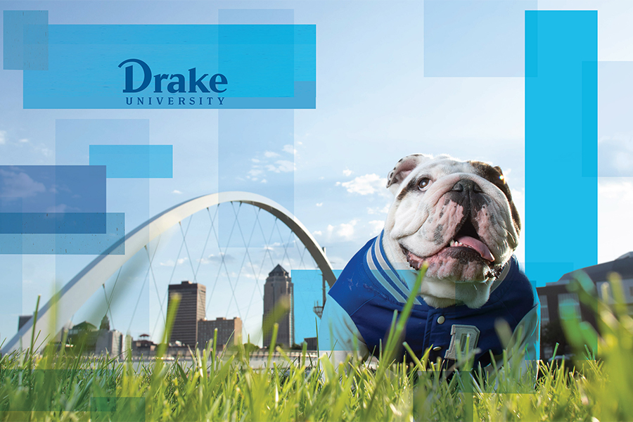 This is an image of a bulldog in grass with some buildings in the background.