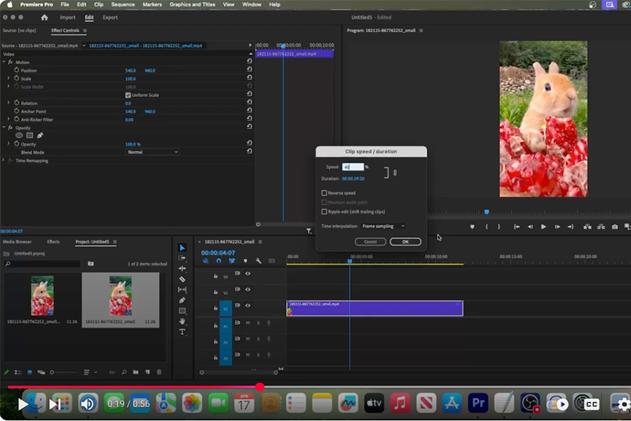 This is an image of an Adobe Premiere editing workspace with a video clip image of a rabbit eating.