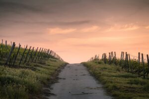 Image features cloudy sky with sunlight on the horizon with a dirt hill path lined by green grass and an old fence on both sides.