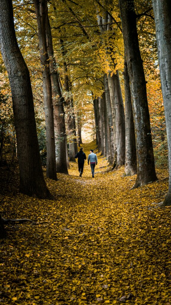 Image features two people walking down a tree-lined forest path with gold leaves covering the ground.